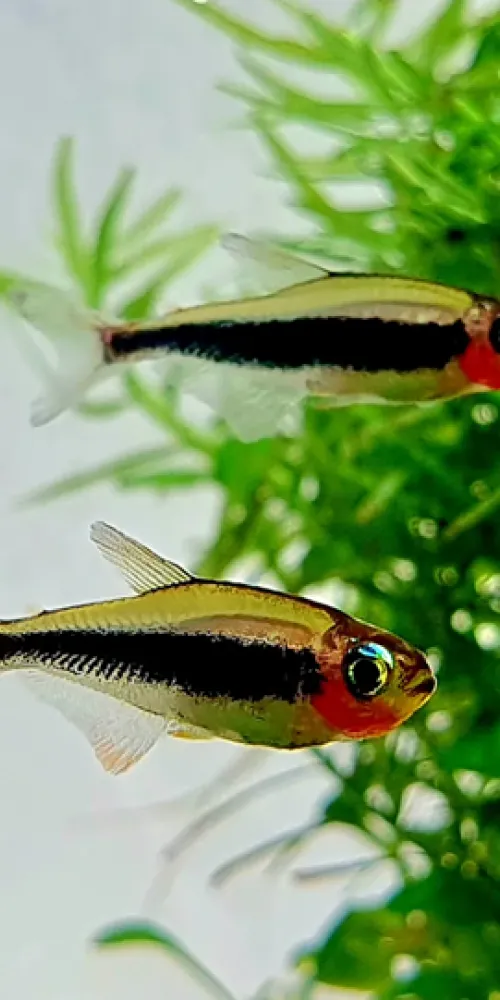 Waarom voor de Maanvis kiezen?