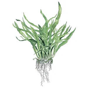 Microsorum pteropus "Narrow"