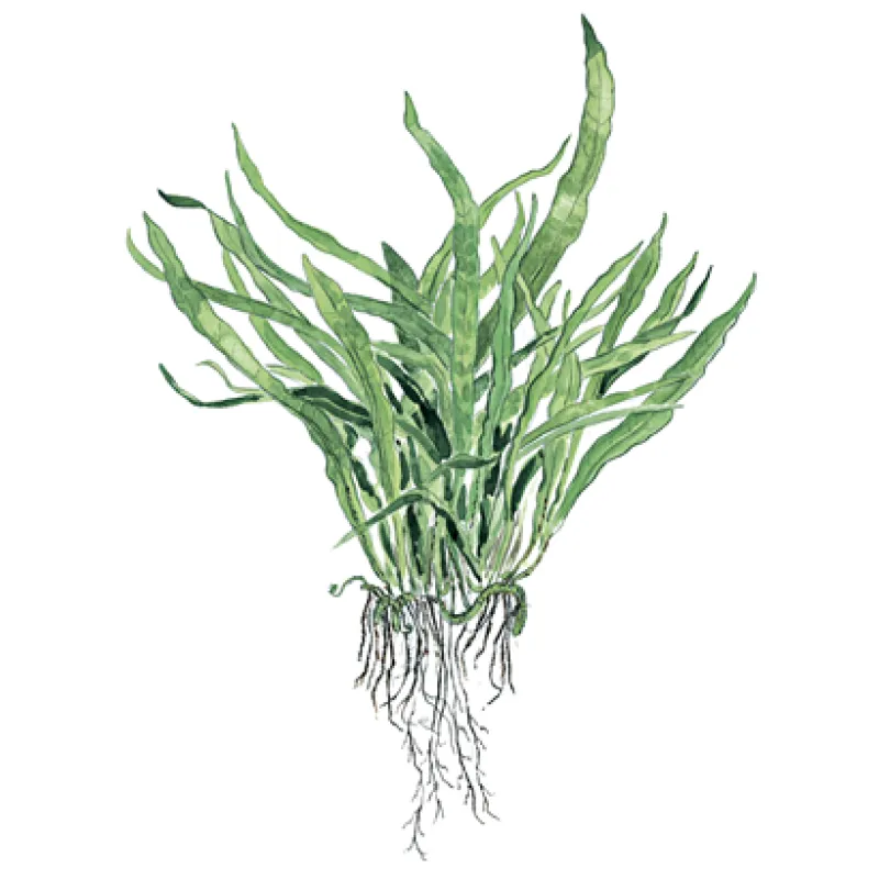 Microsorum pteropus "Narrow"