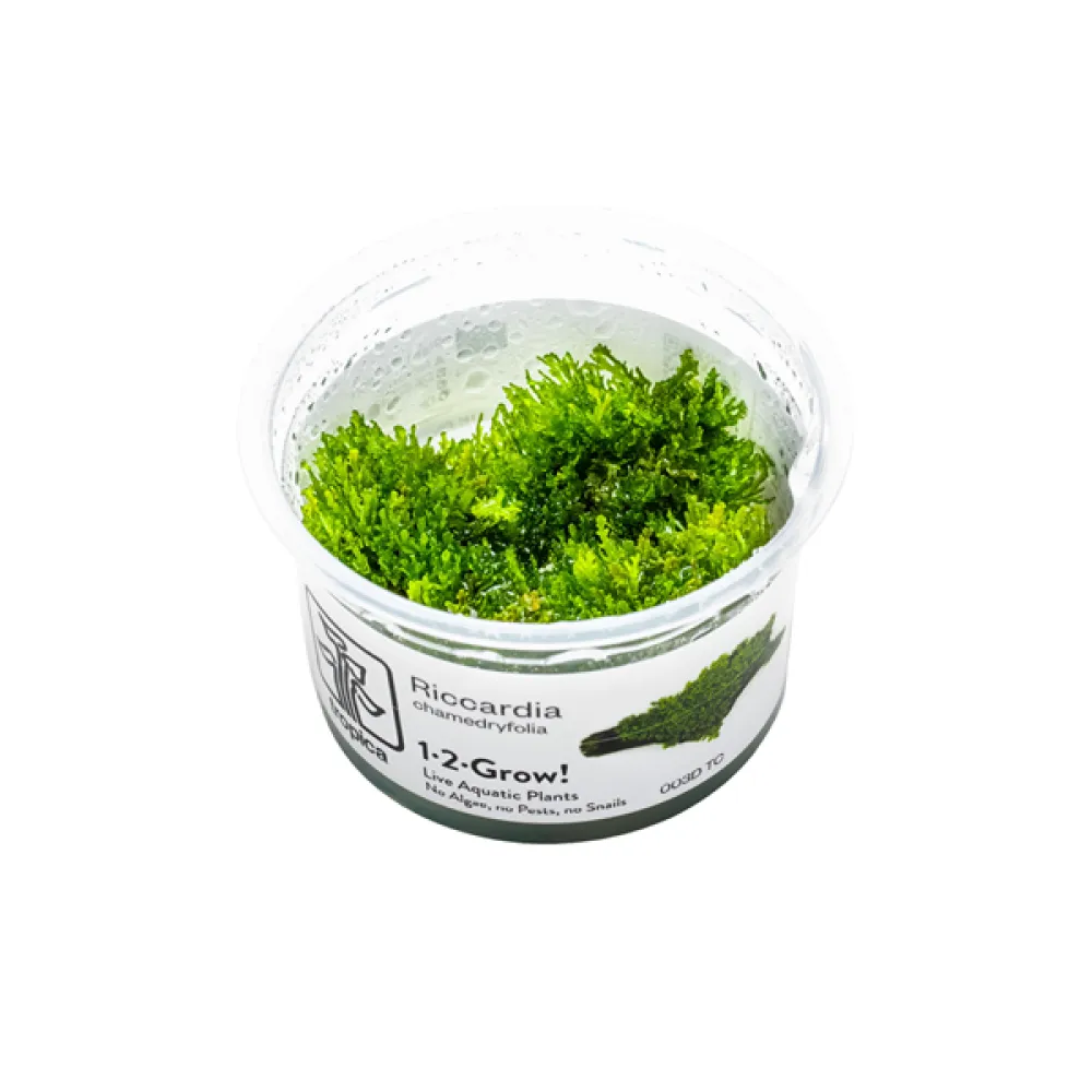 Riccardia chamedryfolia - In Vitro