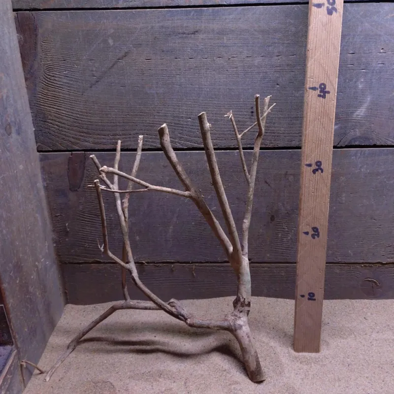 Talawa Wood TW037