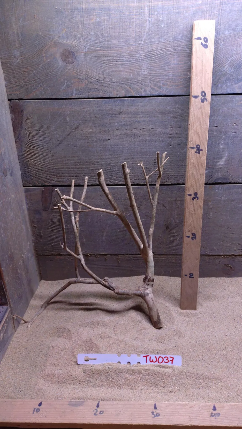 Talawa Wood TW037