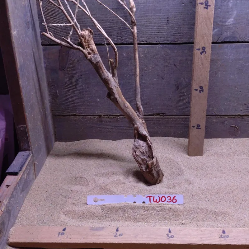 Talawa Wood TW036
