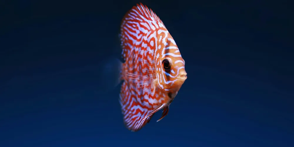 Waarom voor de Maanvis kiezen?