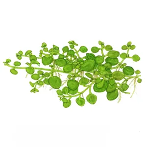 Hygrophila serpyllum