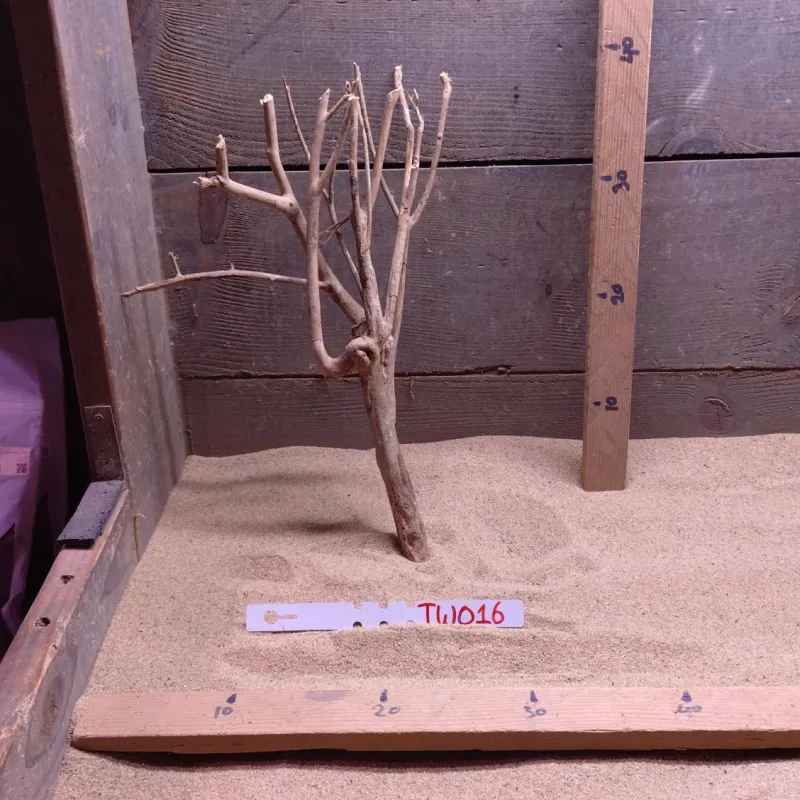 Talawa Wood TW016