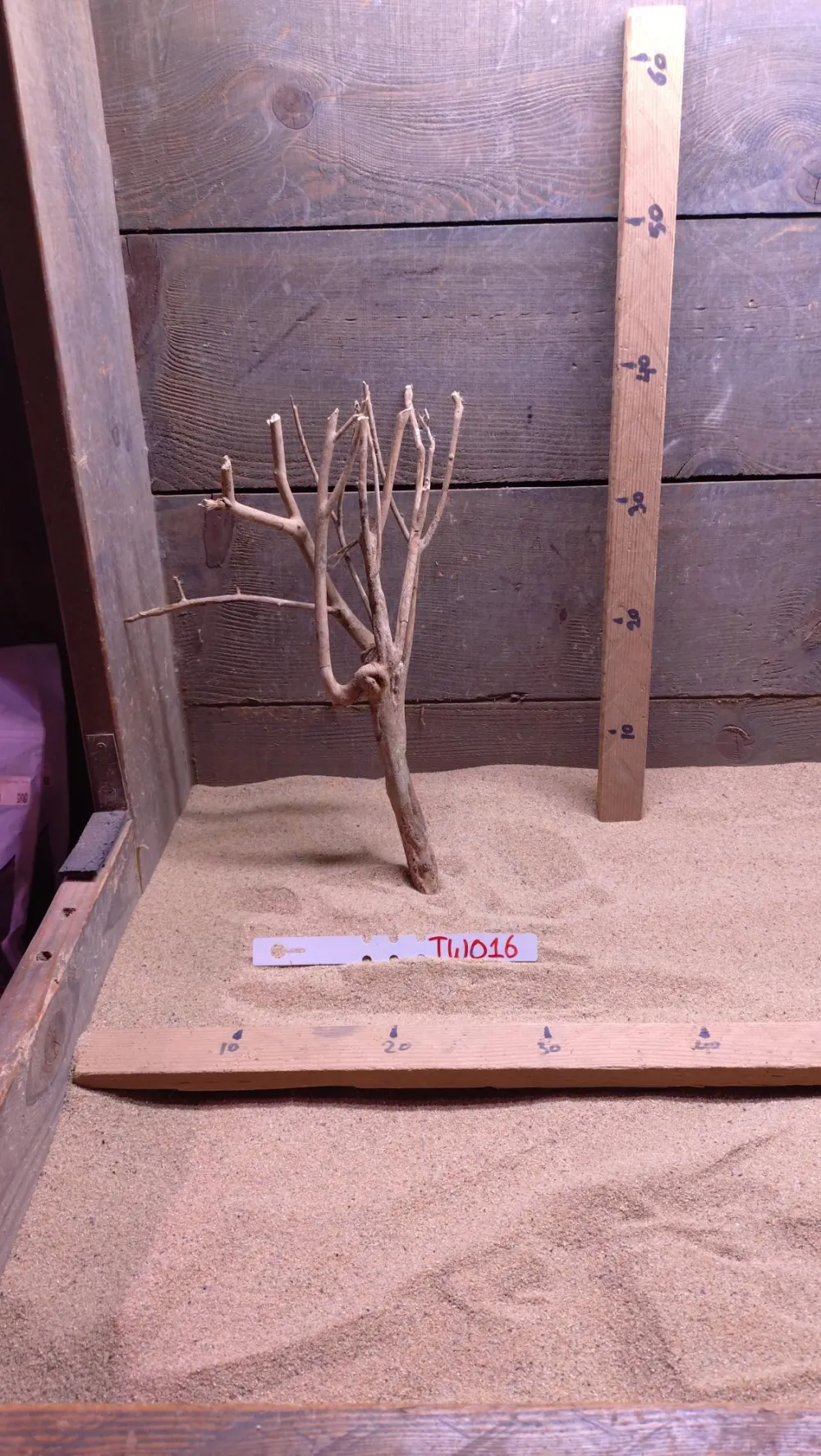 Talawa Wood TW016