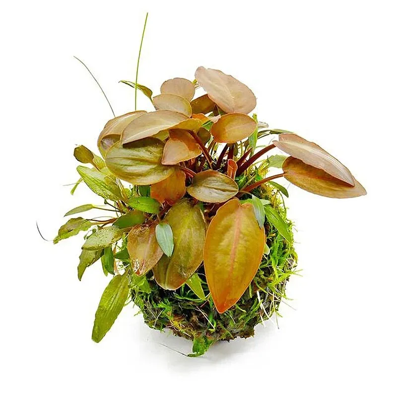 OPAquatics Dirt Ball