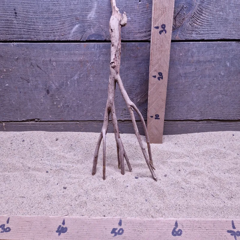 Talawa Wood TW028