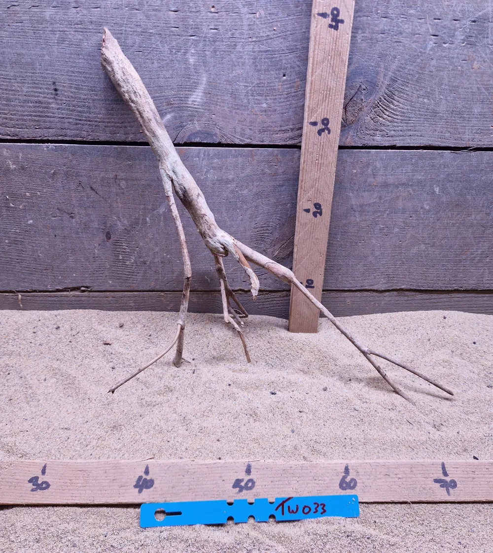 Talawa Wood TW033