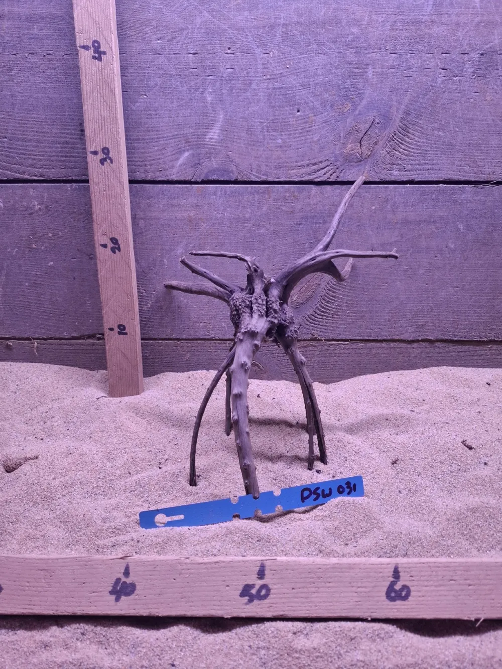 Dark Spiderwood DSW031