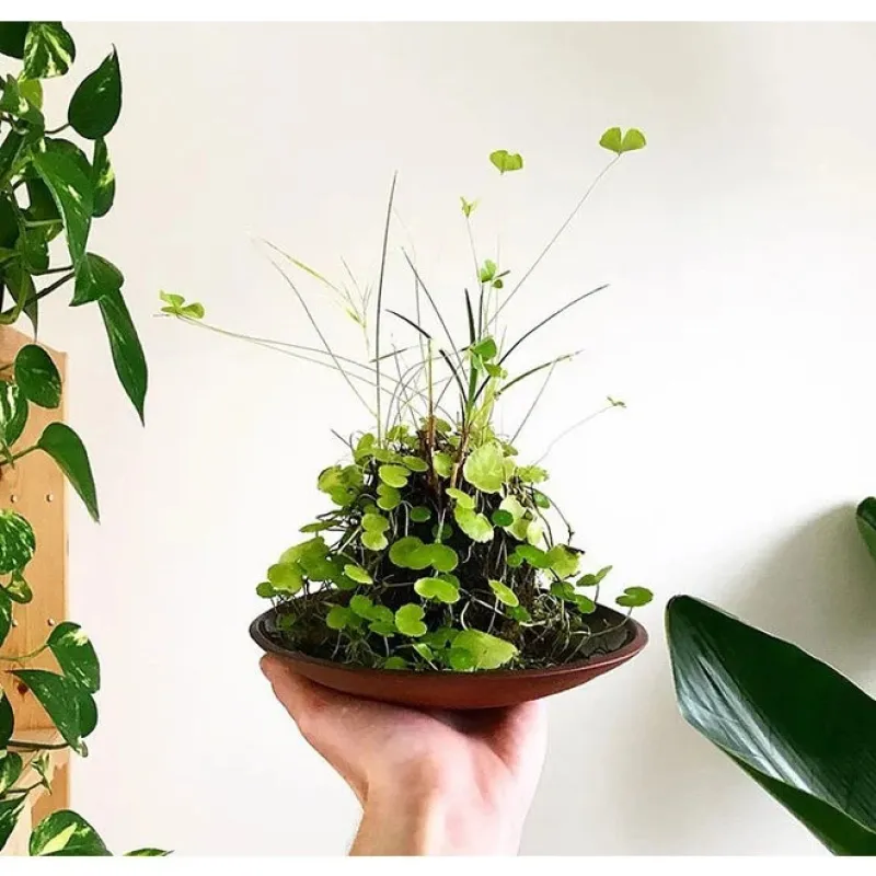 OPAquatics Dirt Ball