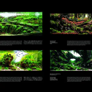 IAPLC Contest Book 2025