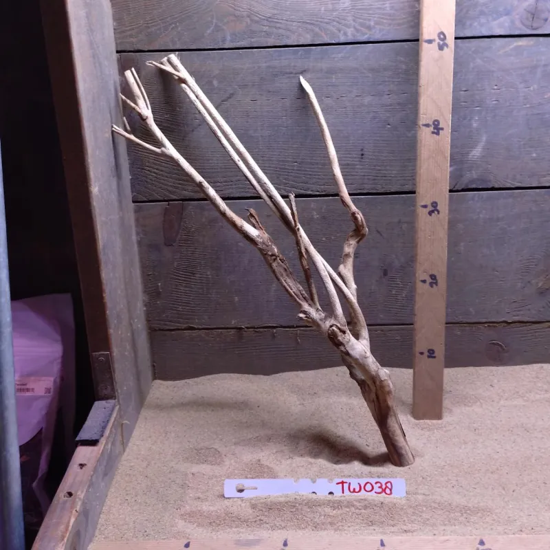 Talawa Wood TW038