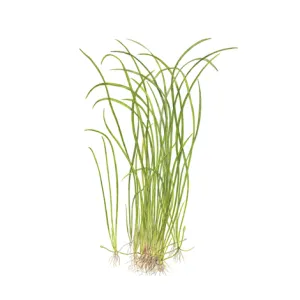 Sagittaria subulata "needle leaf"