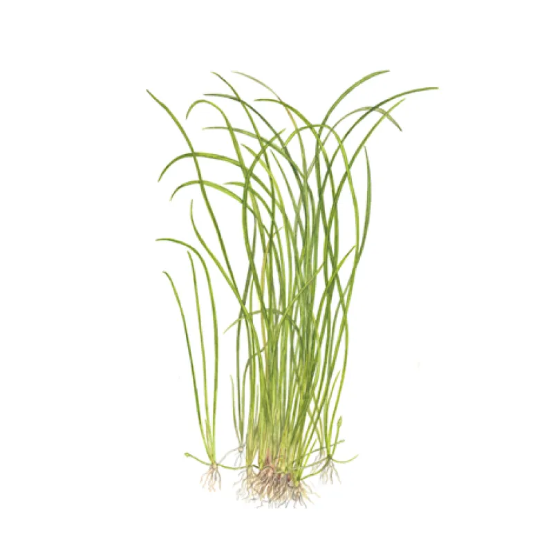 Sagittaria subulata "needle leaf"