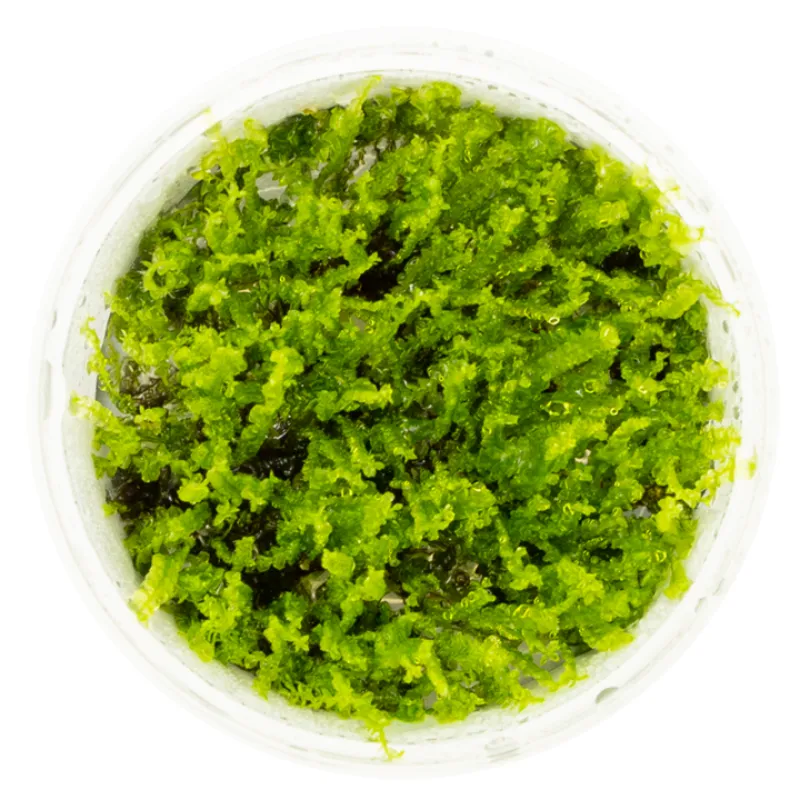 Tropica Solenostoma tetragonum 'Pearl Moss'