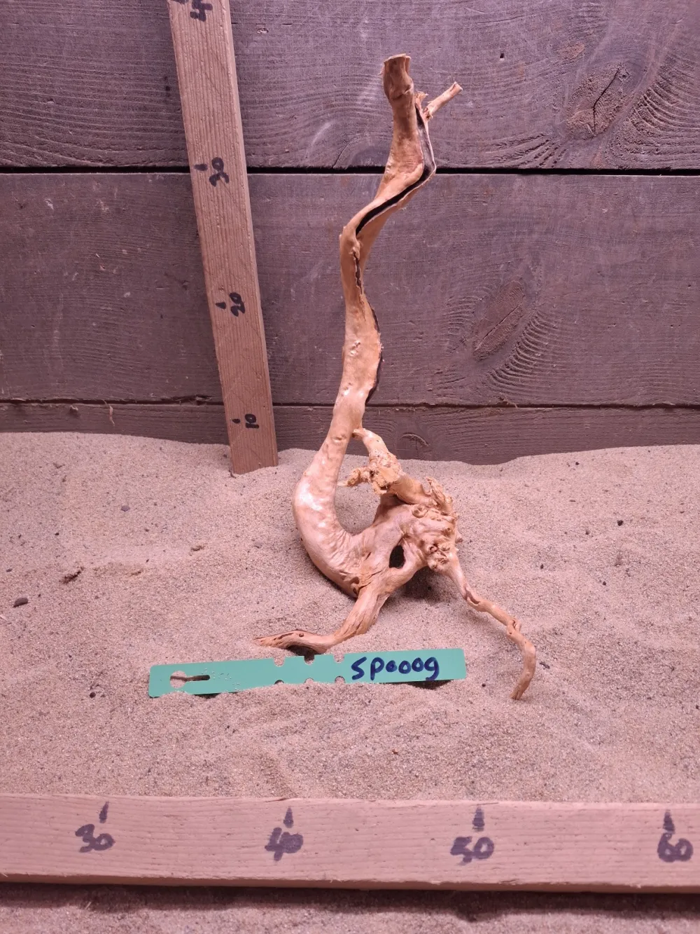 Spiderwood SP0009