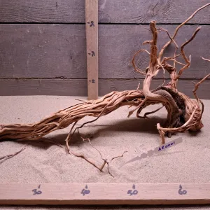 Azalea Root AR0001