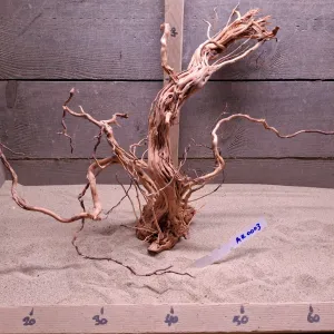 Azalea Root AR0003