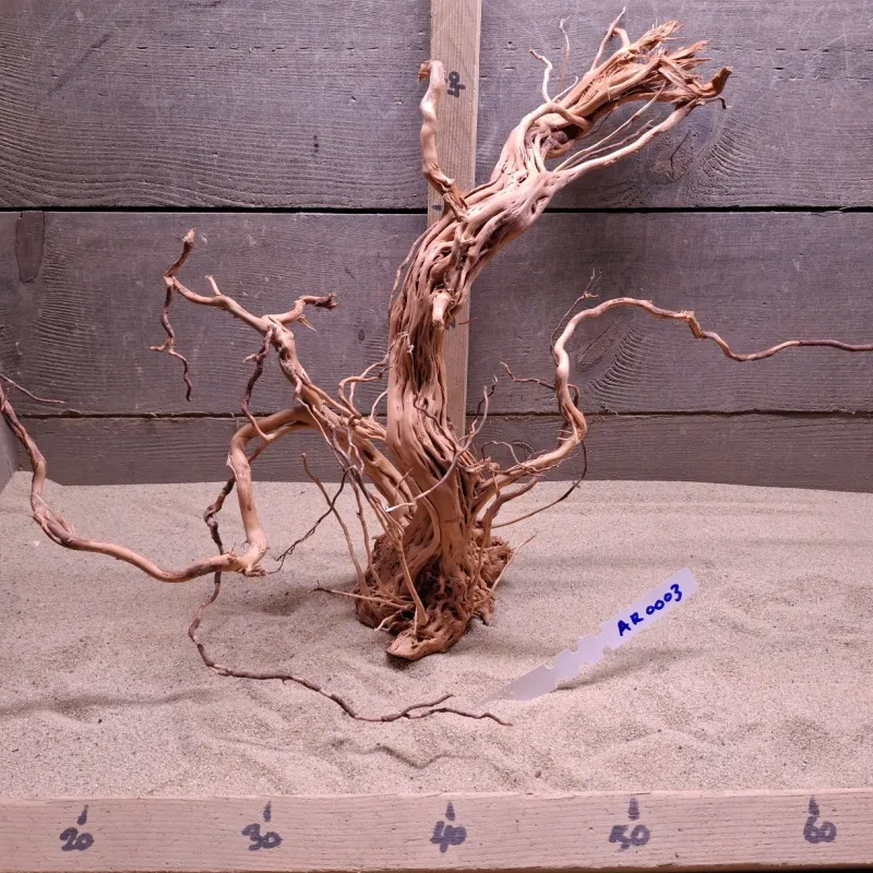 Azalea Root AR0003