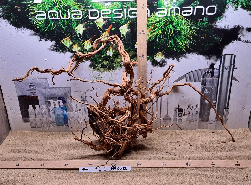 Azalea Root AR0022