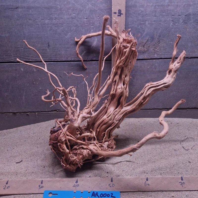 Azalea Root AR0002