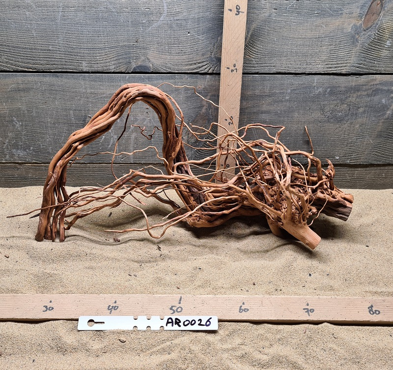 Azalea Root AR0026