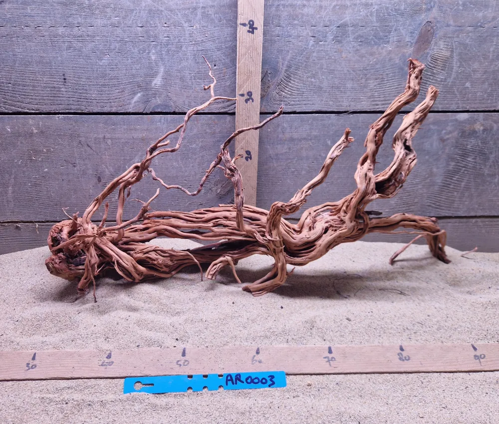 Azalea Root AR0003