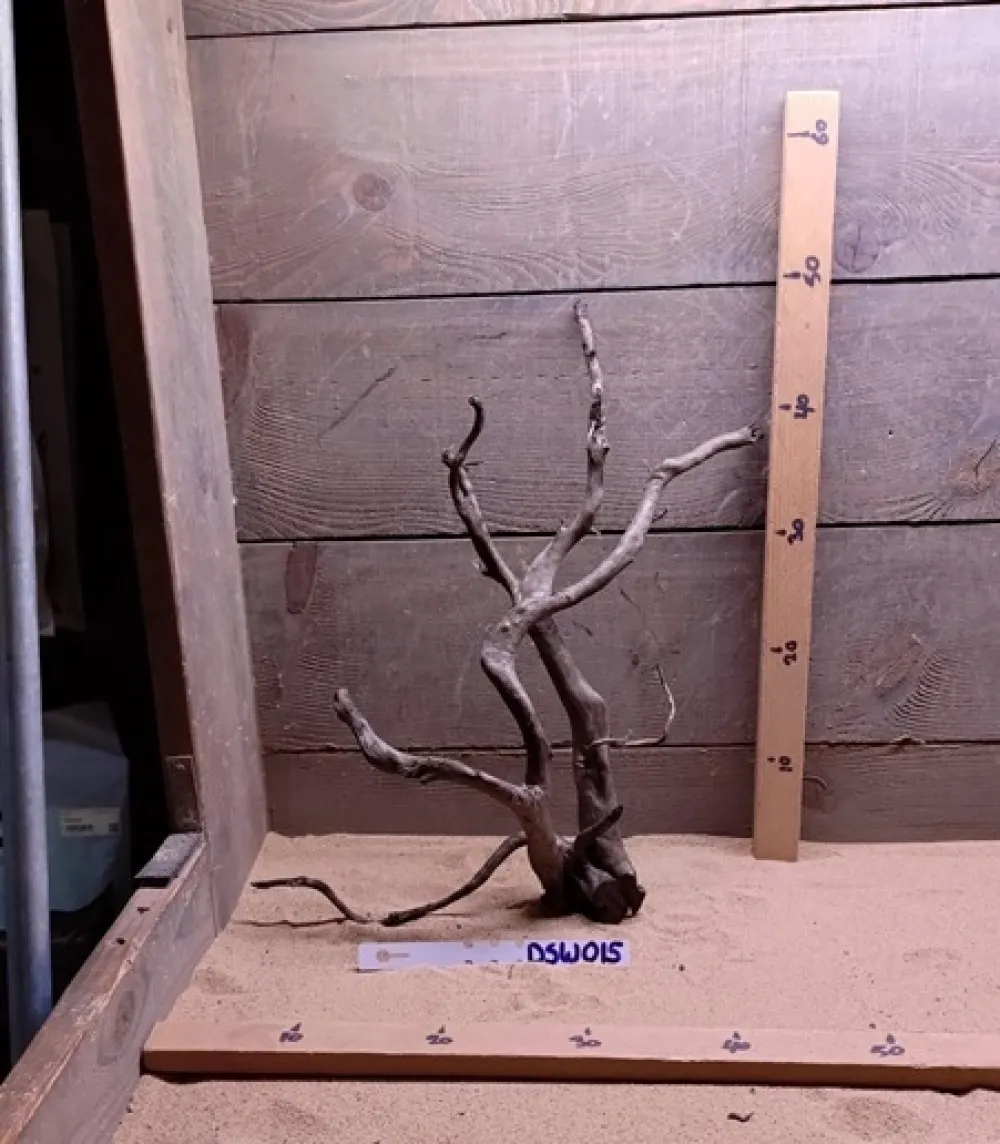 Dark Spiderwood DSW015