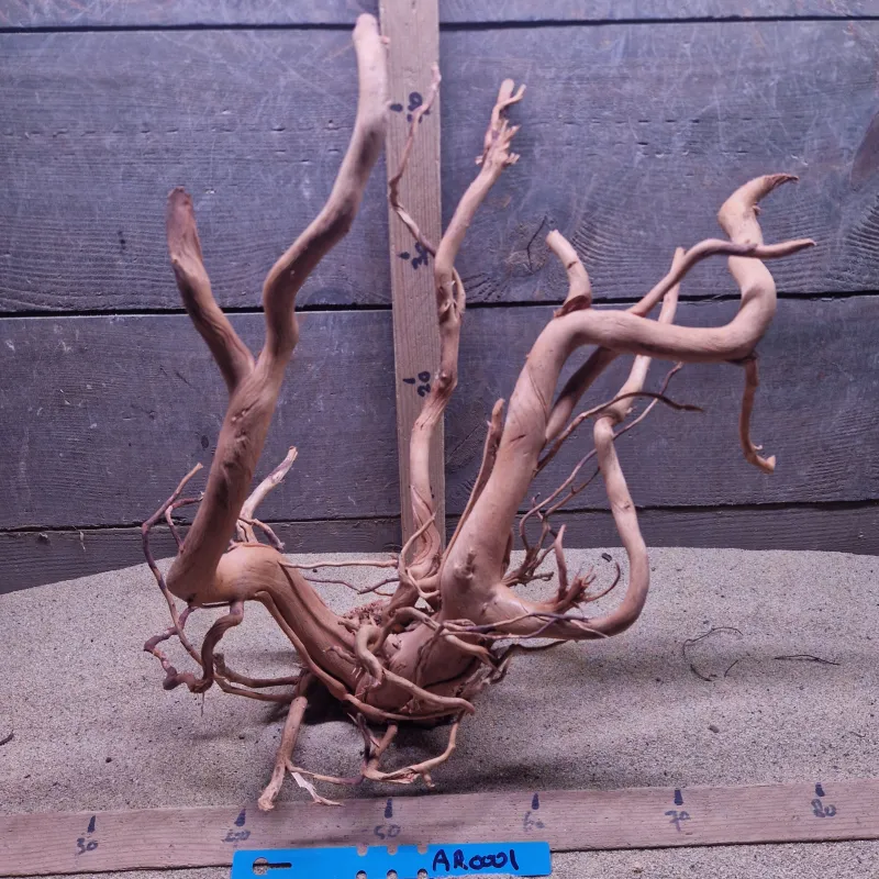 Azalea Root AR0001