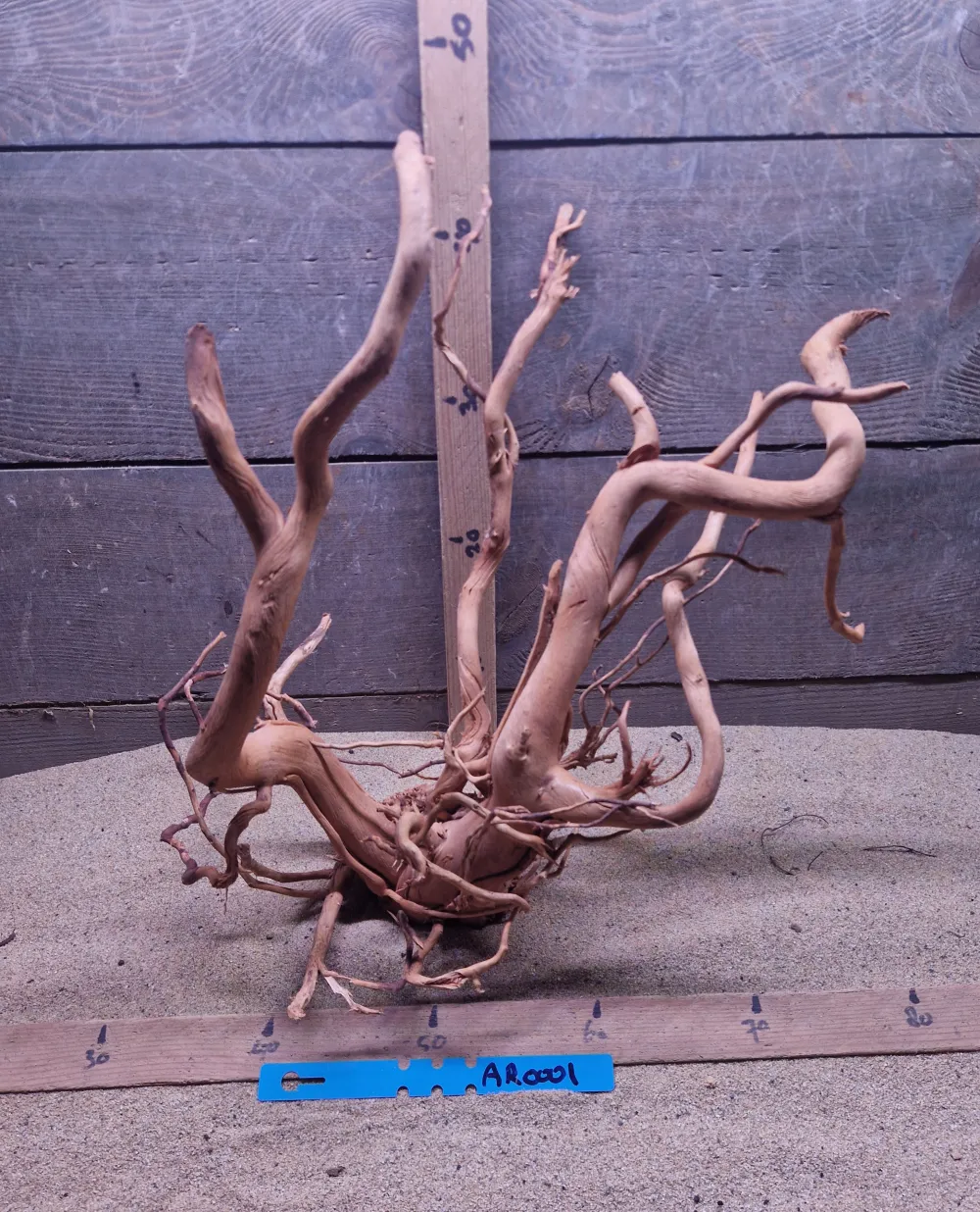 Azalea Root AR0001