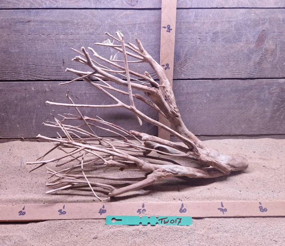 Talawa Wood TW017