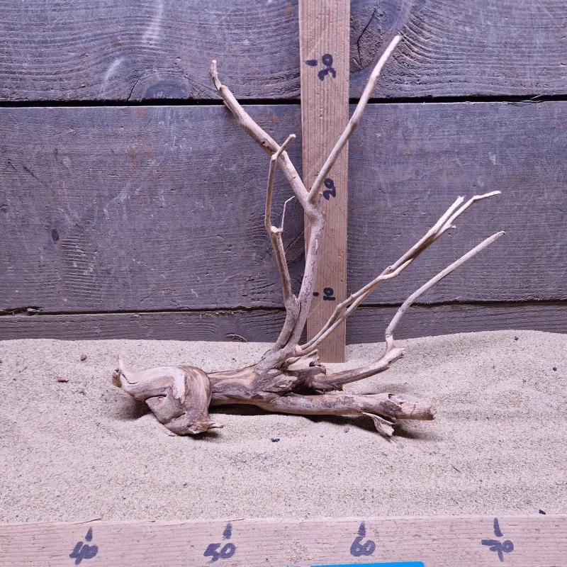 Talawa Wood TW036
