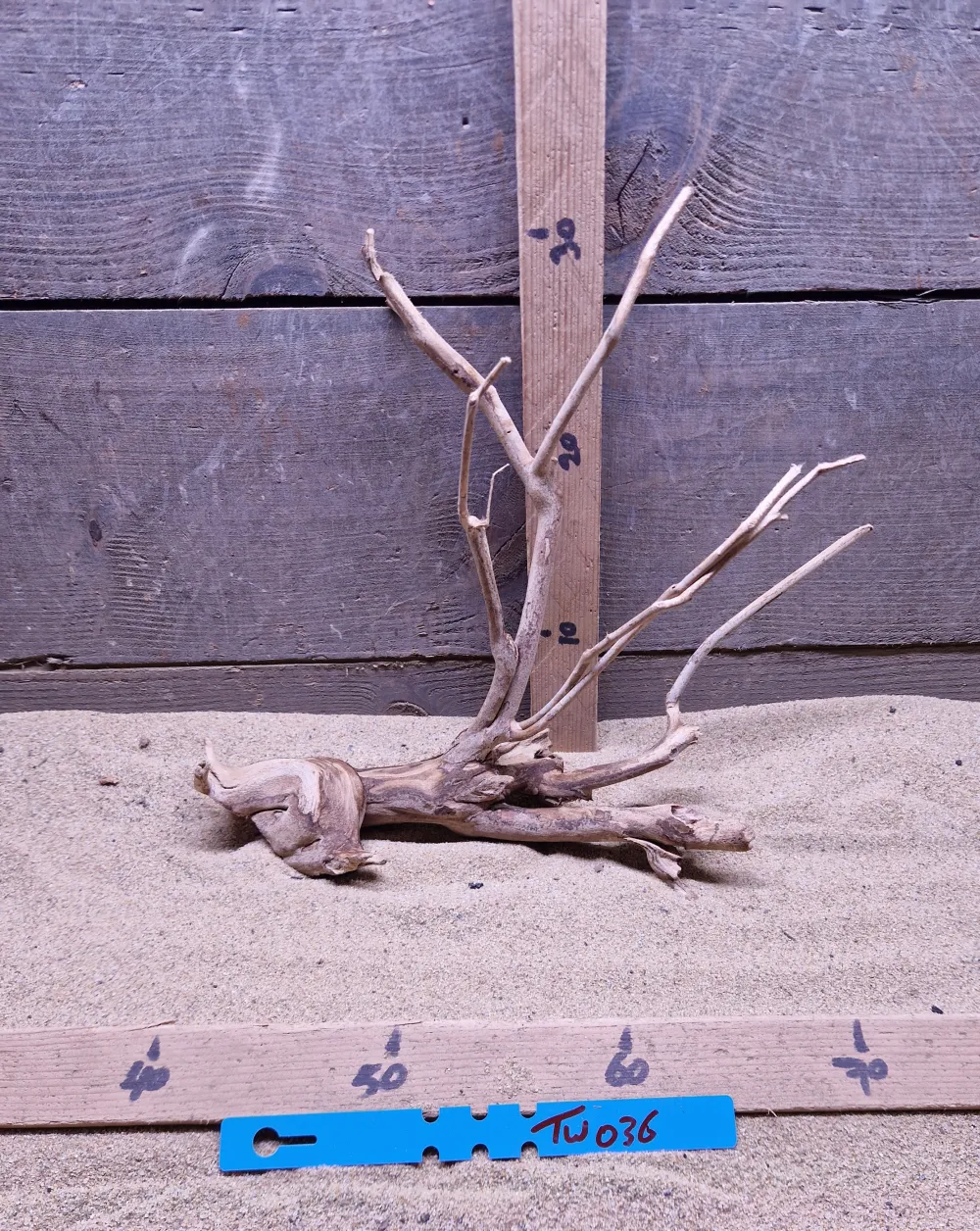 Talawa Wood TW036