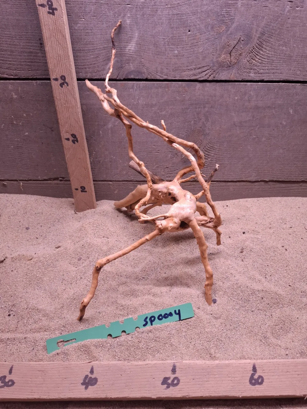 Spiderwood SP0004