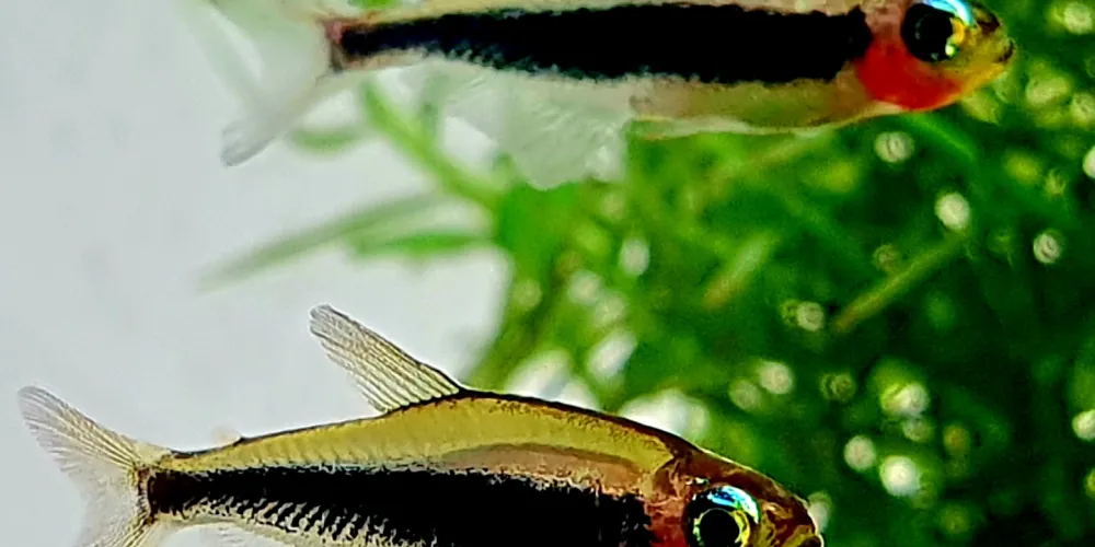 Waarom voor de Maanvis kiezen?