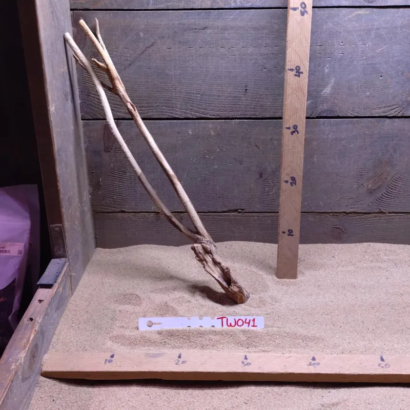 Talawa Wood TW041