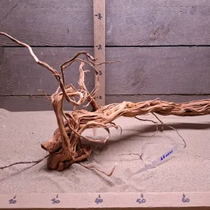 Azalea Root AR0001