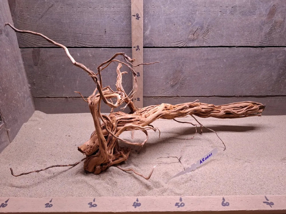 Azalea Root AR0001
