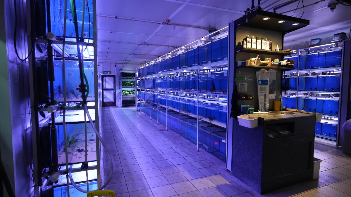 Meer vissen dan in je aquarium passen