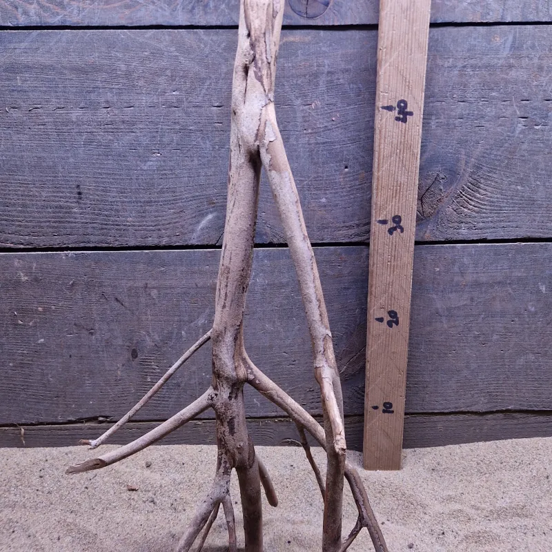 Talawa Wood TW030