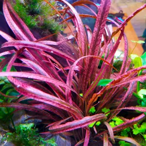 Cryptocoryne spiralis Tiger In Vitro