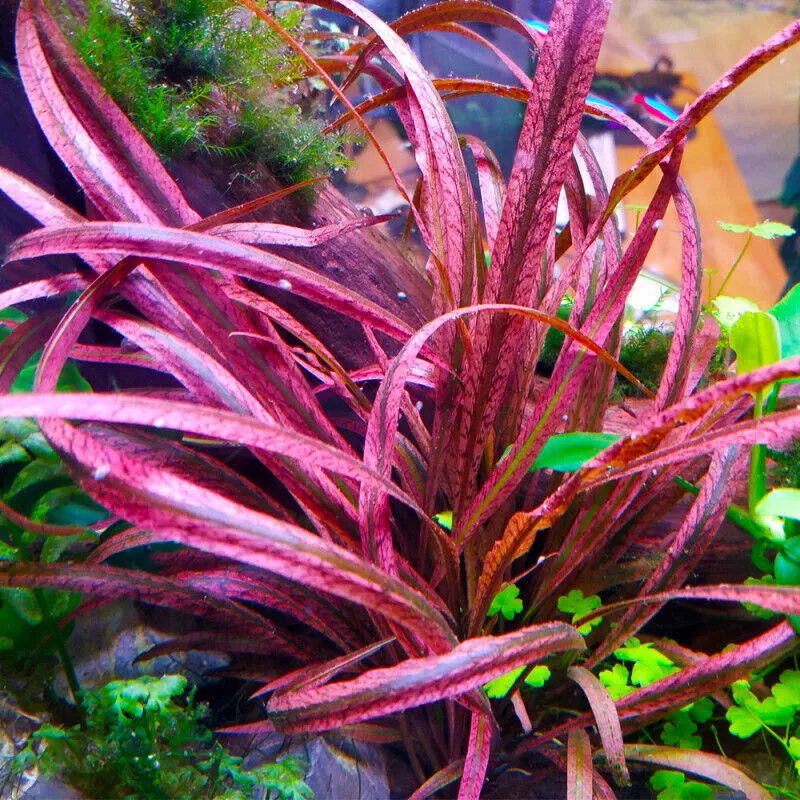Cryptocoryne spiralis Tiger In Vitro