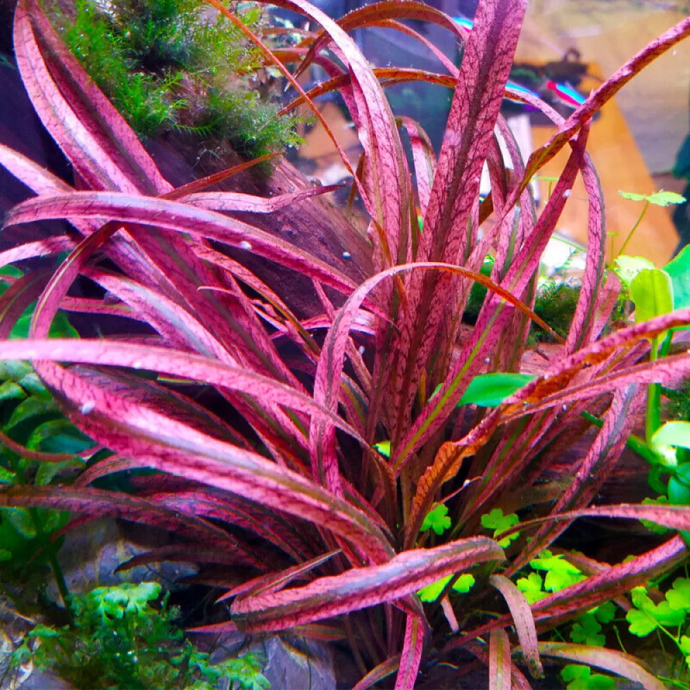 Cryptocoryne spiralis Tiger In Vitro