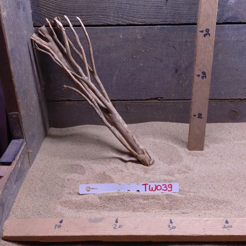 Talawa Wood TW039