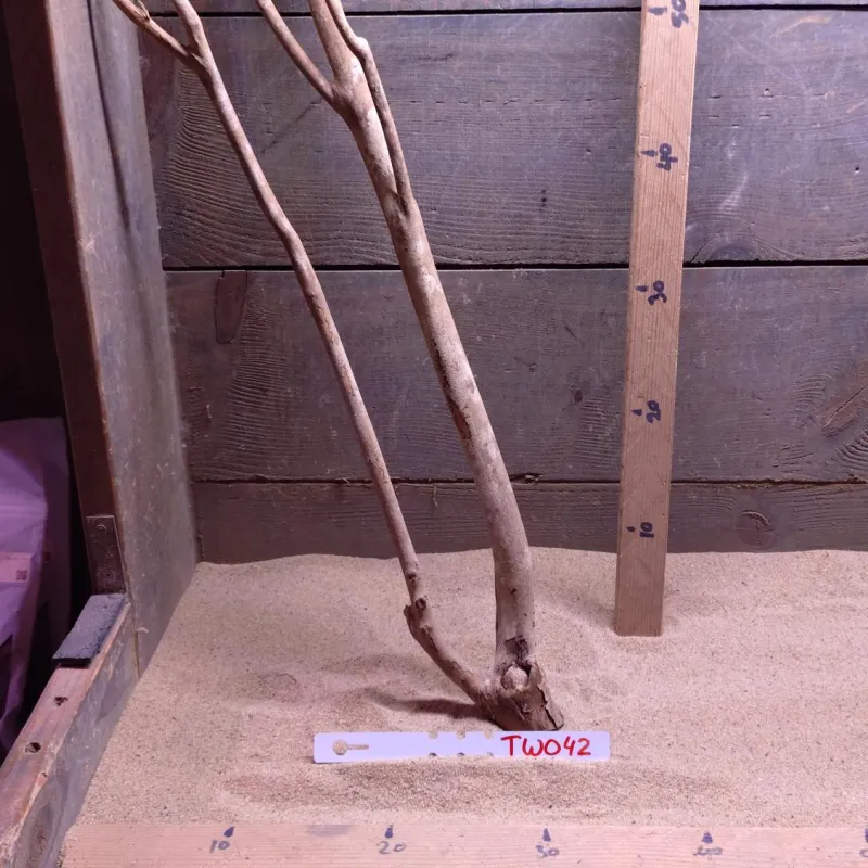 Talawa Wood TW042