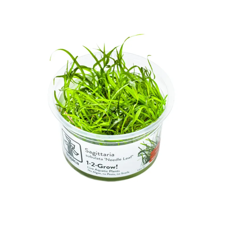 Sagittaria subulata "needle leaf"