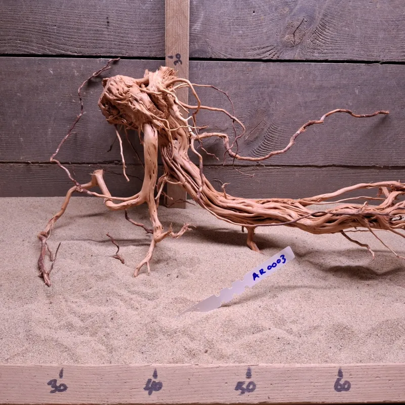Azalea Root AR0003
