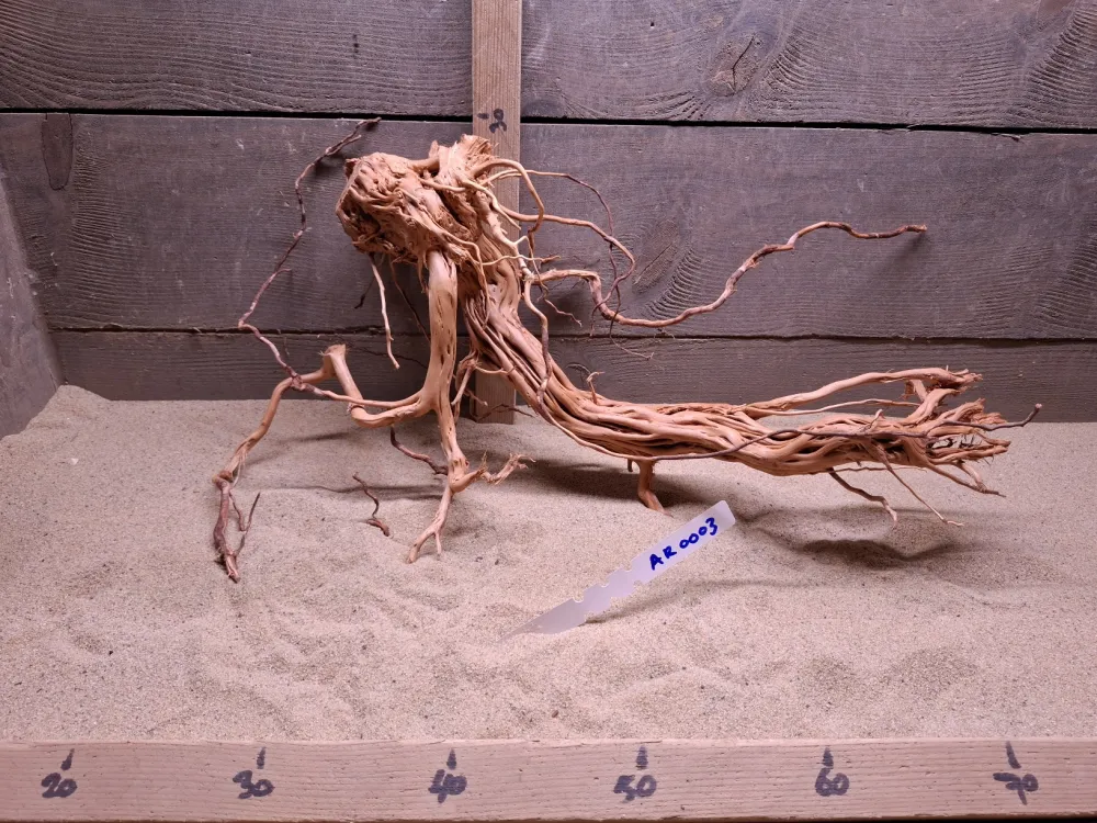 Azalea Root AR0003